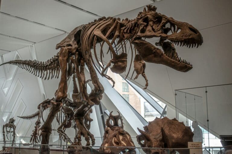Dinosaur Skeletons
